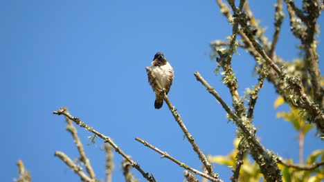 Un-Pájaro-Maniquí-De-Bronce-Posado-En-La-Parte-Superior-De-La-Rama-En-Un-Día-Azul-Soleado,-De-Baja-Ventaja