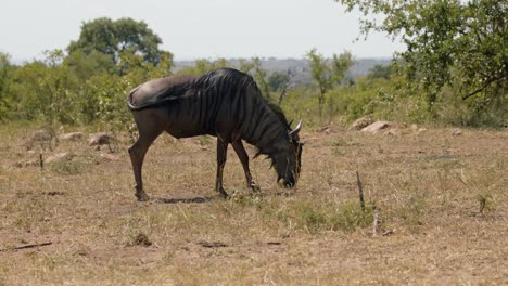 Lonely-Wildebeest-Eating-Grass-in-African-Savanna