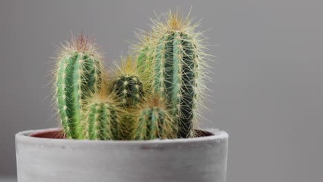 A-group-of-cacti-in-a-grey-terracotta-plant-pot-on-a-white-background