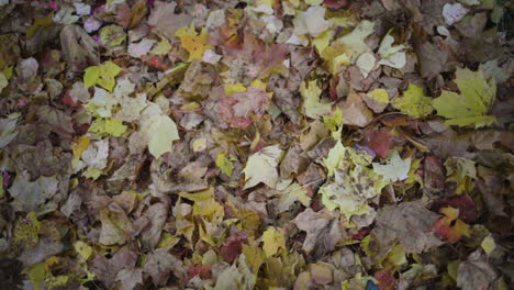 Leaves-falling-down-into-a-pile-on-the-floor-during-the-Autumn-season