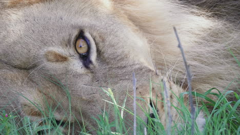 Beautiful-close-up-shot-of-the-face-of-an-adult-male-lion-resting-in-the-grass-in-Chobe-National-Park