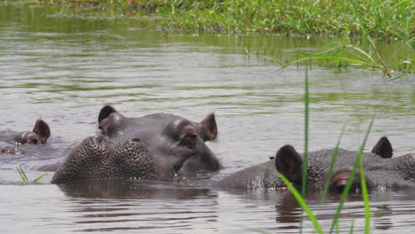 El-Hipopótamo-Mueve-Sus-Oídos-Mientras-Se-Relaja-En-El-Agua-Tranquila-Del-Lago-En-Botswana-En-Un-Clima-Brillante---Toma-De-Primer-Plano