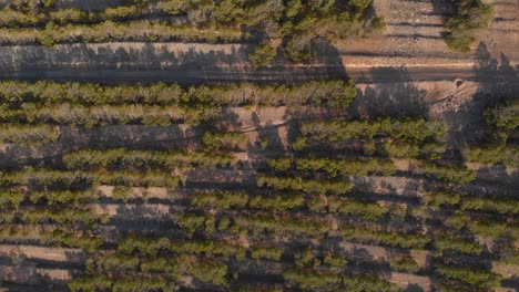 Top-down-shot-ascending-over-crop-vineyard-fields,-Porto-Santo-Island