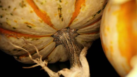 Pulling-away-from-a-gourd-set-on-its-stem,-passing-by-another-on-the-side
