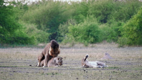 Alpha-lion-begins-mating-with-a-lioness,-but-lioness-fights-him-off