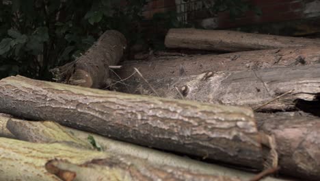 Log-pile-of-felled-trees-medium-panning-shot