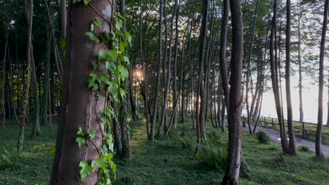 Grüne-Laubwaldbäume-Mit-Kletternden-Kriechpflanzen-Im-Naturwaldpark-In-Jastrzebia-Gora,-Polen