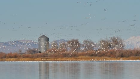 A-huge-flock-of-migrating-snow-geese-land-on-a-lake-in-the-countryside