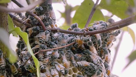 Close-Shot-of-a-Bee-Colony-Swarming-Over-the-Top-Honeycomb-Structure