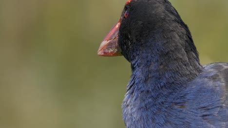 Wunderschöner-Pukeko,-Ein-Einheimischer-Vogel-In-Neuseeland