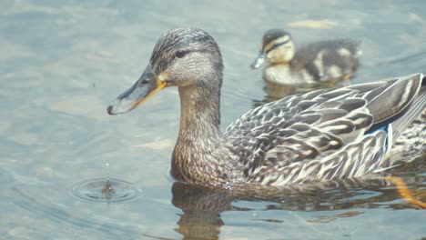 Female-mallard-duck-drinks-water-with-her-duckling