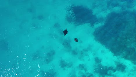 Two-Fiji-Reef-Manta-Rays-swimming-at-surface-in-tropical-blue-water,-aerial-shot