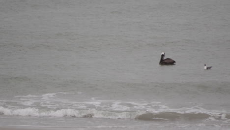 Pelican-floating-in-Emerald-Isle,-NC-current-beside-shore-bird