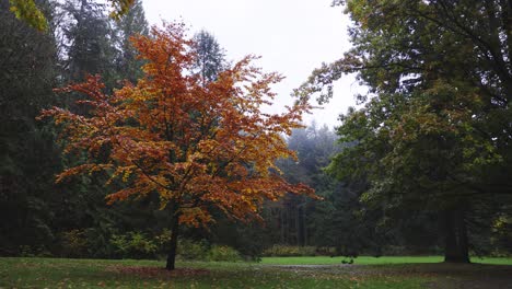 Herbstfarben-An-Einem-Regnerischen-Tag-Im-Stanley-Park,-Vancouver,-Britisch-Kolumbien