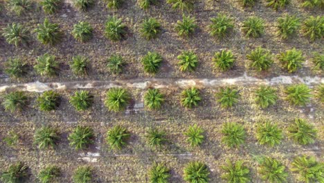 Aerial:-Top-down-view-of-oil-palm-tree-plantation,-flying-over-young-plants-in-immature-phase