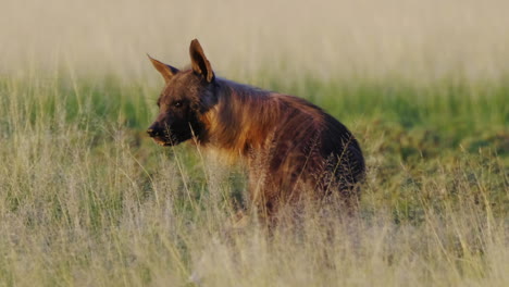 Rare-Brown-Hyena-feeding-on-a-kill-in-Central-Kalahari-in-the-morning-sunlight