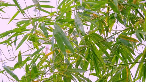 Tropisch-Grüner-Wehender-Bambusbaumzweig,-Der-Im-Wind-Weht,-Entspannen-Sich-Das-Hintergrundkonzept-Mit-Sonnenlicht,-Abstrakt-Und-Bokeh