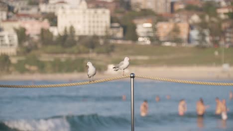 Pájaros-De-Gaviota-Plateada-Observando-A-La-Gente-En-La-Playa-En-Australia
