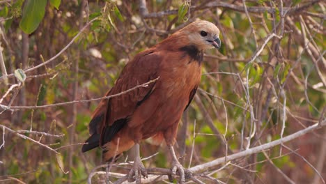 Black-collared-Hawk-on-a-tree-in-Pantanal