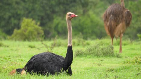 Male-Ostrich-sitting-and-female-standing-in-background-in-rainy-day