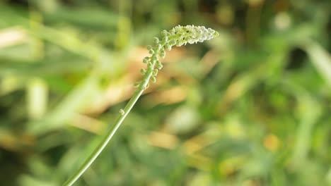 Vertical-footage---The-white-small-flower-on-green-blurred-background