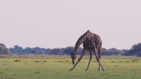 Eine-Einsame-Giraffe-Steht-Beim-Grasfressen-In-Der-Nxai-Pfanne,-Botswana,-Mit-Dem-Perfekten-Weißen-Himmel-Im-Hintergrund-–-Nahaufnahme