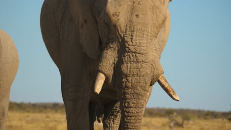 Zeitlupen-Actionaufnahme-Eines-Afrikanischen-Elefanten,-Der-Schlamm-über-Seinen-Körper-Sprüht,-Um-Sich-Unter-Der-Heißen-Afrikanischen-Sonne-Abzukühlen