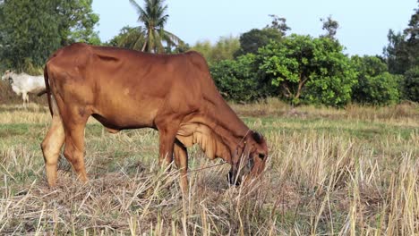 Thai-native-cattle,-brown-skinny-cow-grazing-in-the-rice-field-eating-dry-grass-during-the-day