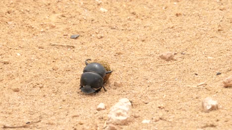 A-female-dung-beetle-rolls-a-dung-ball-across-the-red-dirt-of-Addo-Elephant-Park,-South-Africa