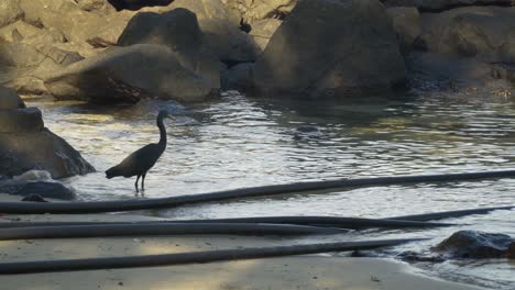 Wasservogel-Konzentriert-Seinen-Blick-Auf-Das-Wasser-Auf-Der-Suche-Nach-Nahrung,-Riffreiher