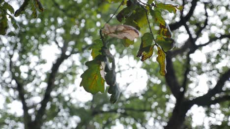 Hypnotisierender-Eichenzweig-Mit-Mehreren-Blättern-An-Windigen-Tagen,-Verschwommener-Hintergrund
