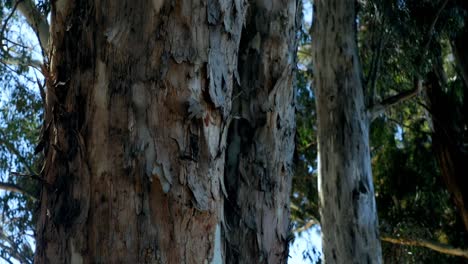 Kippen-Sie-Einen-Großen-Eukalyptusbaum-Nach-Oben