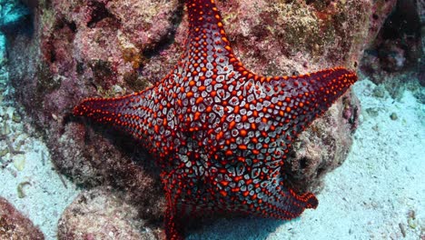 Large-starfish-in-Vanuatu-hanging-off-a-large-coral-head