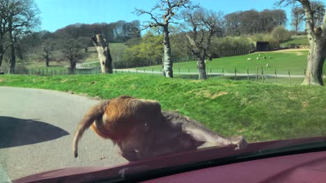 Monkey-Sitting-On-The-Hood-Of-A-Car-Trying-To-Pull-Off-Windscreen-Washer-Jet-In-Longleat-Safari-Park,-Warminster,-UK---wide-shot