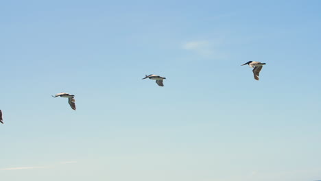 Schwarm-Pelikane,-Die-über-Den-Ozean-Fliegen