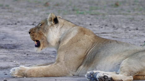 Resting-lioness-breathes-heavily,-laying-on-the-dry-ground-in-Nxai-Pan-National-Park