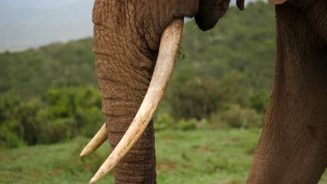 Close-up-shot-of-the-large-tusks-of-a-male-African-Elephant-as-he-feeds-on-the-grasslands-of-Addo-Park,-Port-Elizabeth,-South-Africa