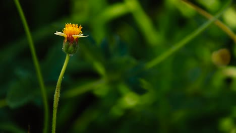 Tridax-procumbens-weed-which-is-a-natural-Antiseptic,-anticoagulant,-antifungal-and-insect-repellent-in-ayurveda-and-homeopathic-medicine