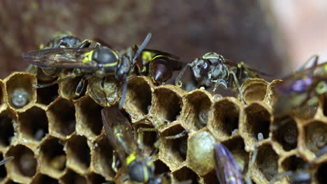 A-breathtaking-closeup-clip-of-wasps-nest-busy-building-their-hive-and-taking-care-of-the-larvae