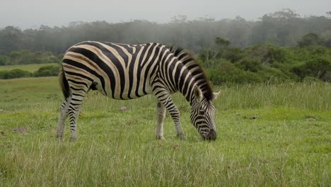 Ein-Einsames-Burchell-Zebra-Ernährt-Sich-Von-Den-üppigen-Grünen-Grasfeldern-In-Südafrika