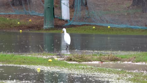 Heron-eating-on-golf-course-while-it-rains,-driving-range-flooded-by-cold-drop
