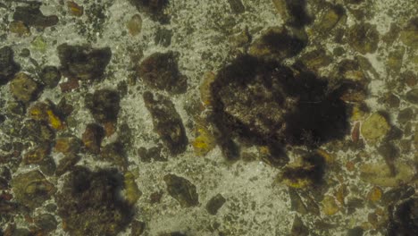 Wellen-Verzerren-Die-Mit-Algen-Bedeckten-Felsen-Am-Boden-Eines-Kristallklaren-Gezeitenbeckens-Aus-Der-Luft-Von-Oben-Nach-Unten
