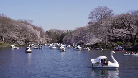 Touristen-Genießen-Eine-Schwanenbootfahrt-über-Den-Ruhigen-See-Im-Inokashira-Koen-Park-In-Tokio,-Japan,-Mit-Blühenden-Sakura-Bäumen-–-Weitwinkelaufnahme