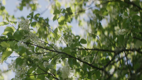 Zürgel--Oder-Vogelkirschenblüten-Im-Frühling