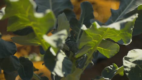 Extreme-Nahaufnahme-Einer-Brokkolipflanze,-Während-Ein-Bauer-Nahegelegene-Pflanzen-Erntet