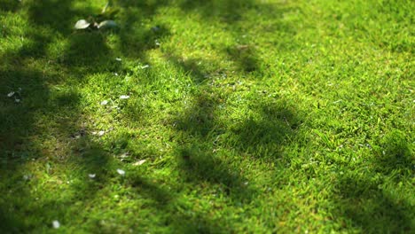 Shadows-of-a-tree-blowing-on-a-green-garden-lawn