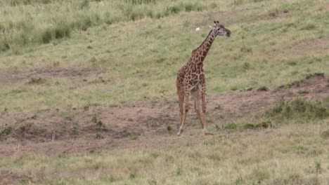 Una-Jirafa-Maasai-Luchando-Por-Levantarse