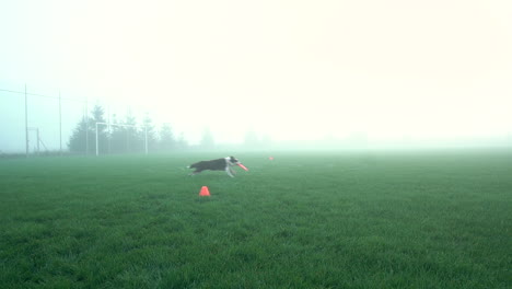 dog-competition-with-dog-friesbee,-fog-weather-and-orange-point-of-green-grass