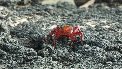 Sally-Lightfoot-Krabbe,-Die-Auf-Den-Galapagosinseln-Entlang-Von-Lavafelsen-Läuft