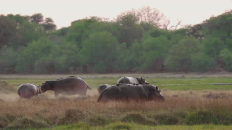 Una-Manada-De-Hipopótamos-Corriendo-En-La-Sabana-En-Botswana-Con-árboles-Verdes-En-El-Fondo---Toma-Panorámica